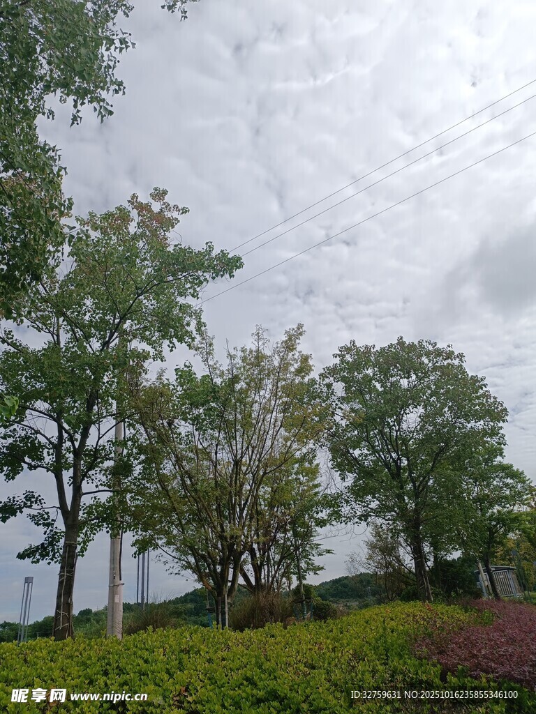 阴天树林景观