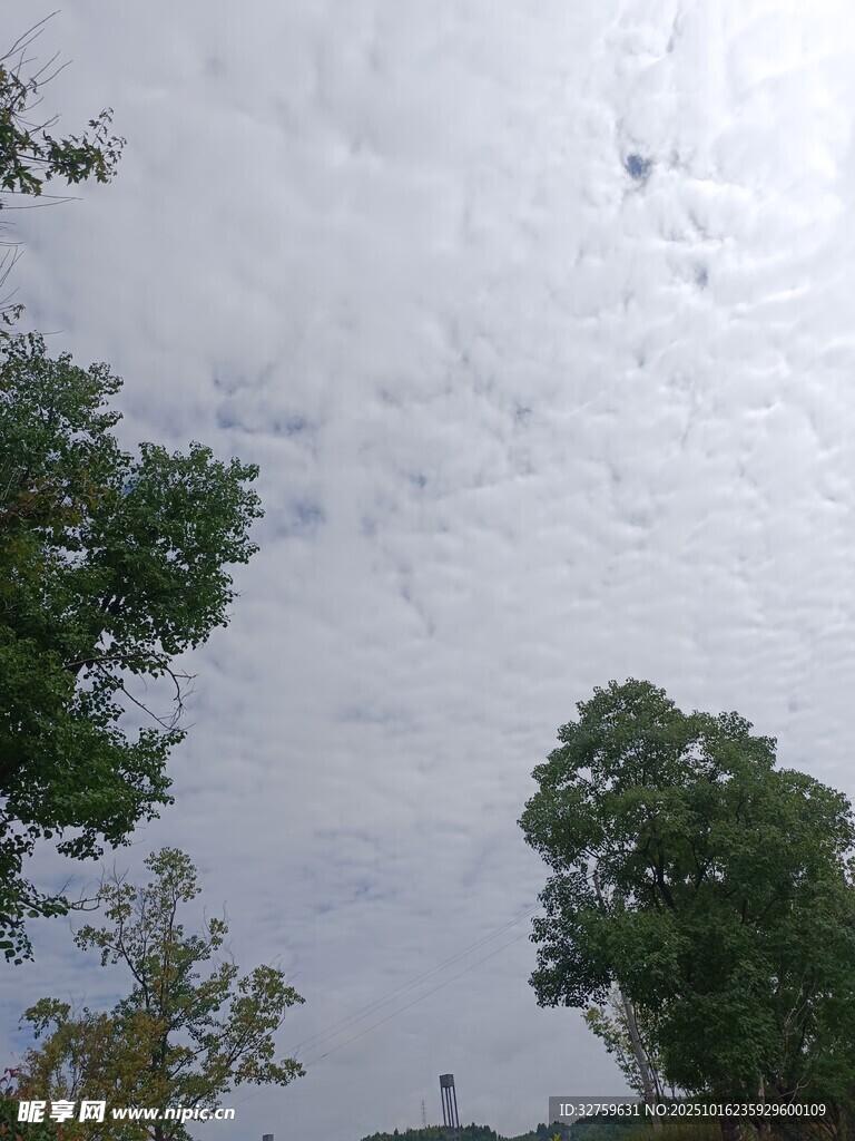天空下的绿树与云层