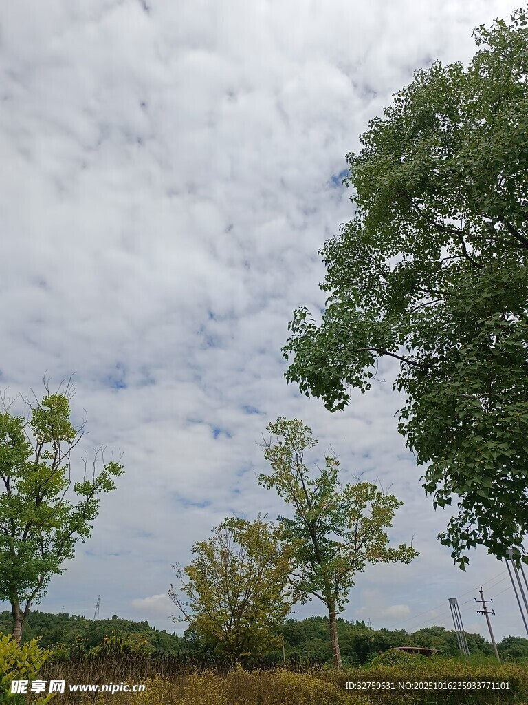 秋日郊野树木与多云天空