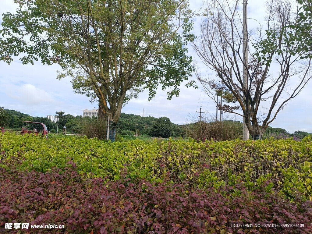田野绿植与树木风景图
