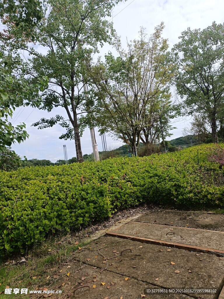 户外绿植景观一角