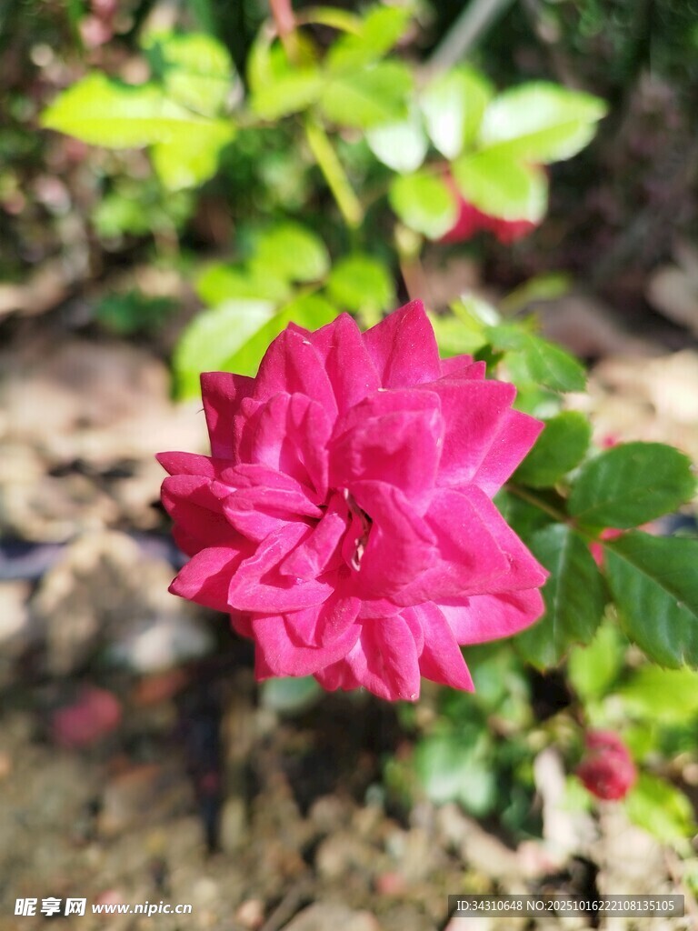 娇艳盛开的粉红色月季花