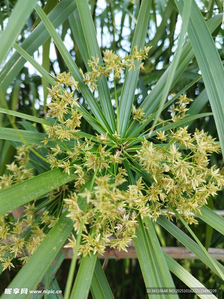 伞竹繁花绽放
