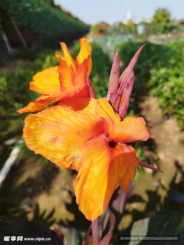 艳丽美人蕉花朵特写