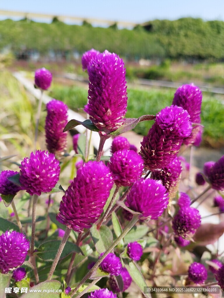 艳丽紫花绽放田园风光