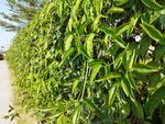 翠绿繁茂的绿植墙景观