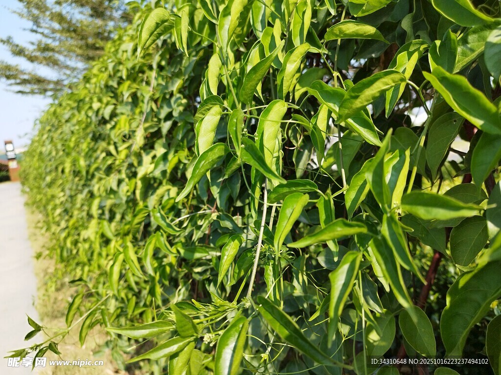 翠绿繁茂的绿植墙景观