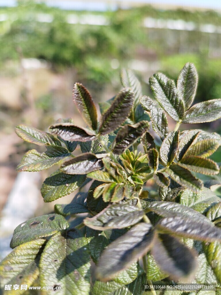 深绿带褐玫瑰叶片
