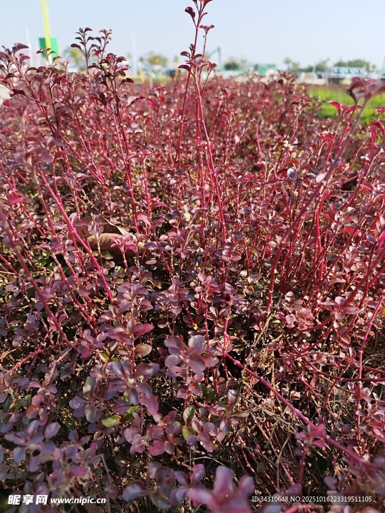 红叶植物景观