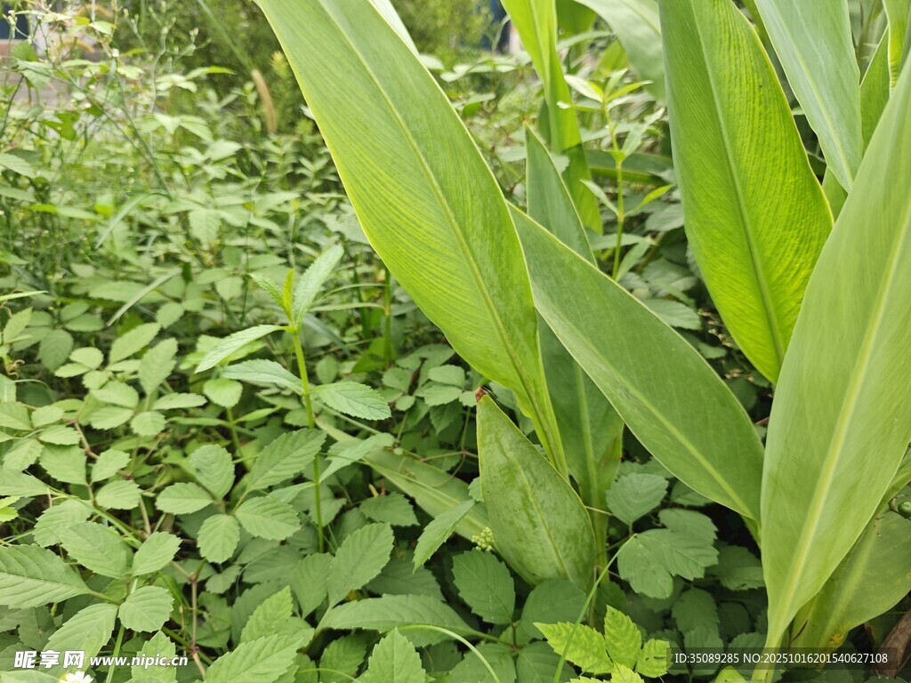 翠绿繁茂的植物景观