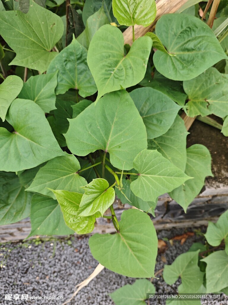 绿叶藤蔓植物特写