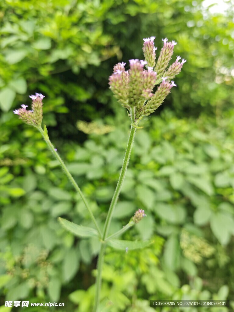 野外绽放的紫色小花