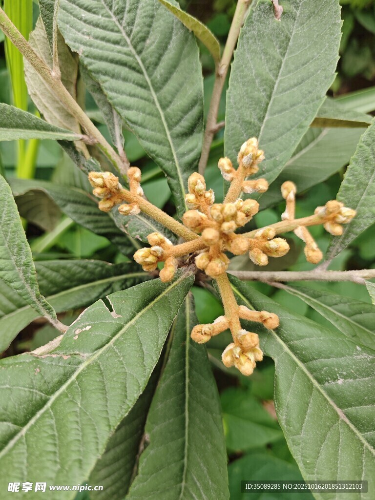 枇杷树花朵与绿叶特写