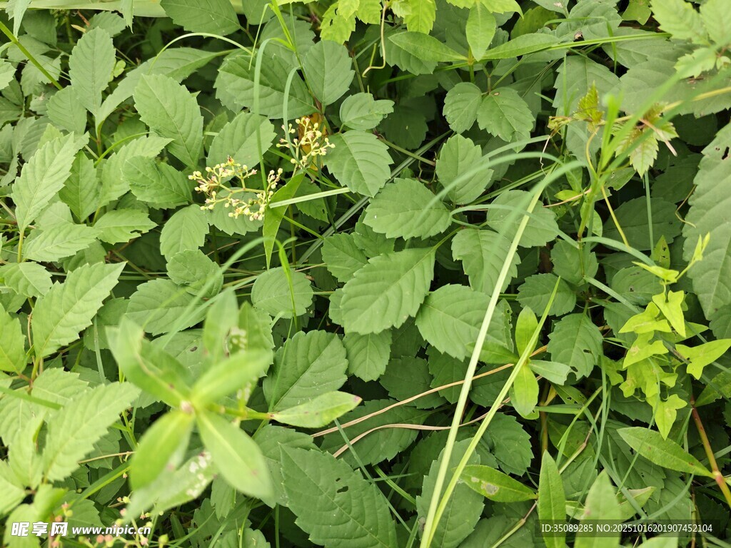 繁茂绿植特写