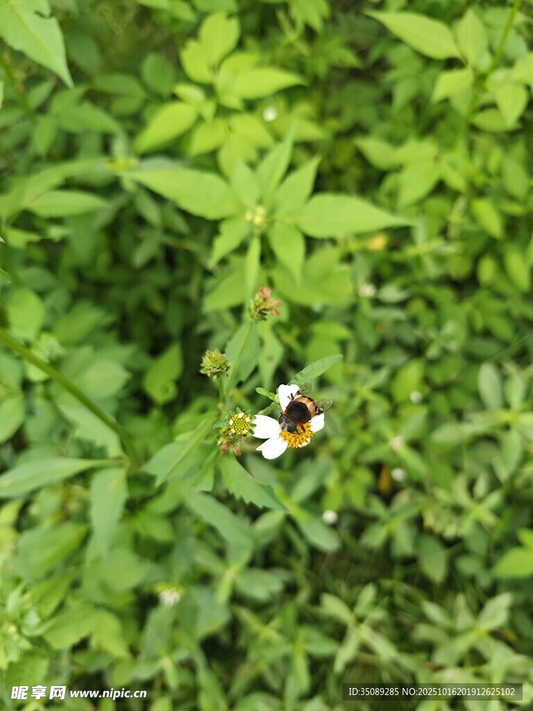 绿叶上的多彩蝴蝶
