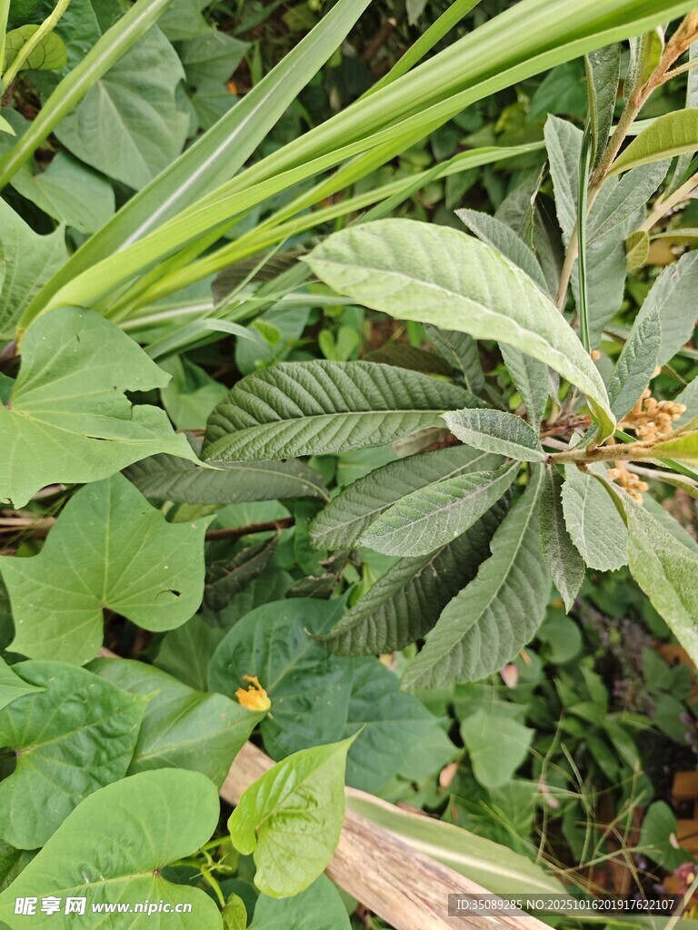 繁茂绿植展现自然生机