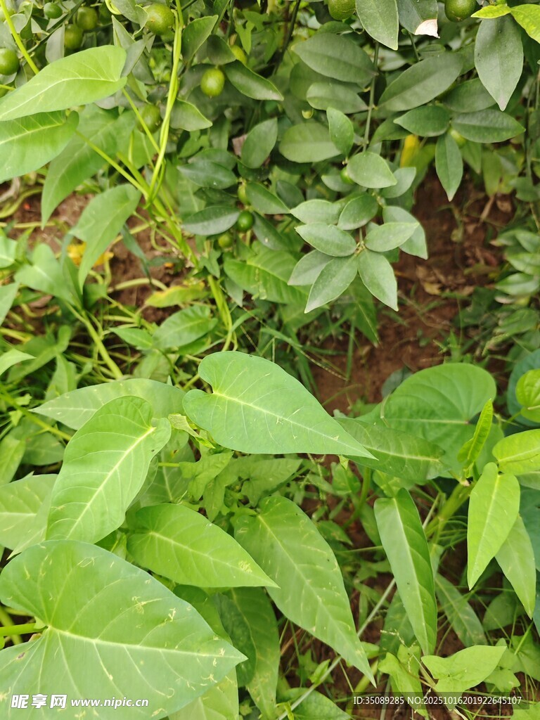 繁茂绿植展现勃勃生机