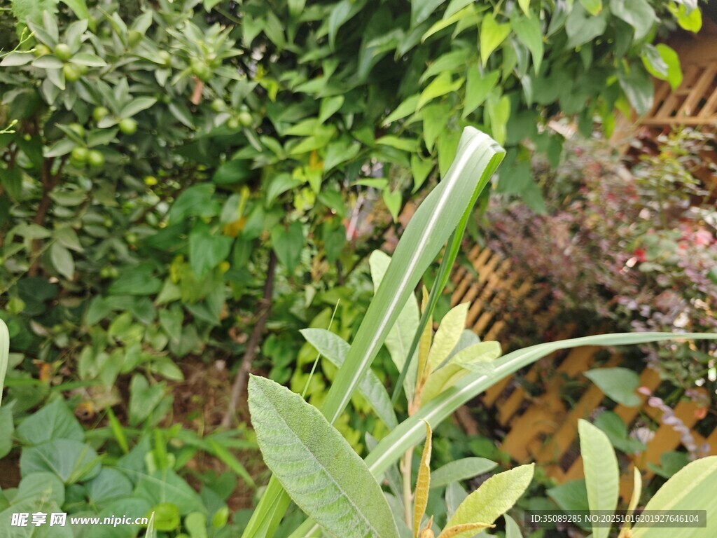 繁茂绿植景观