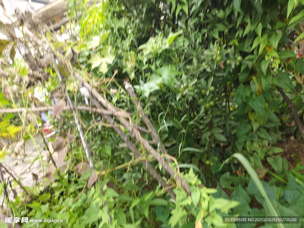 繁茂绿植中的自然景象