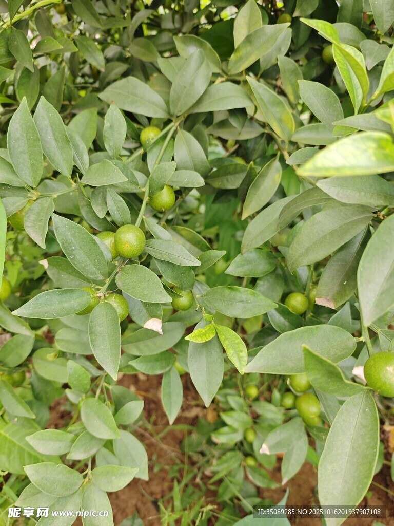 绿叶间的青果