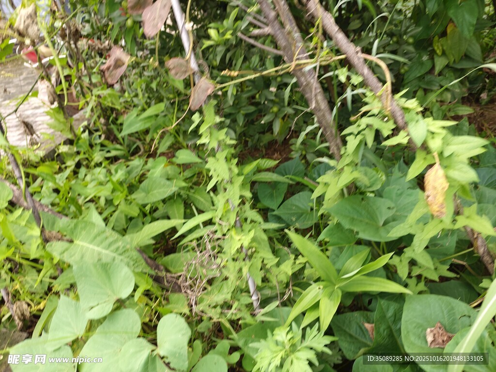 繁茂绿植自然生机景象