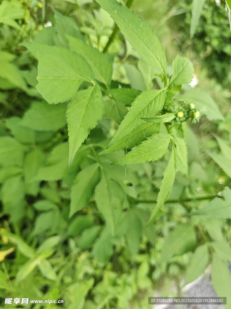 嫩绿繁茂的植物叶片