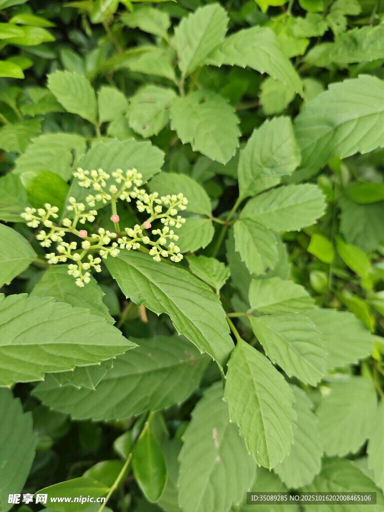 绿叶丛中的白色小花