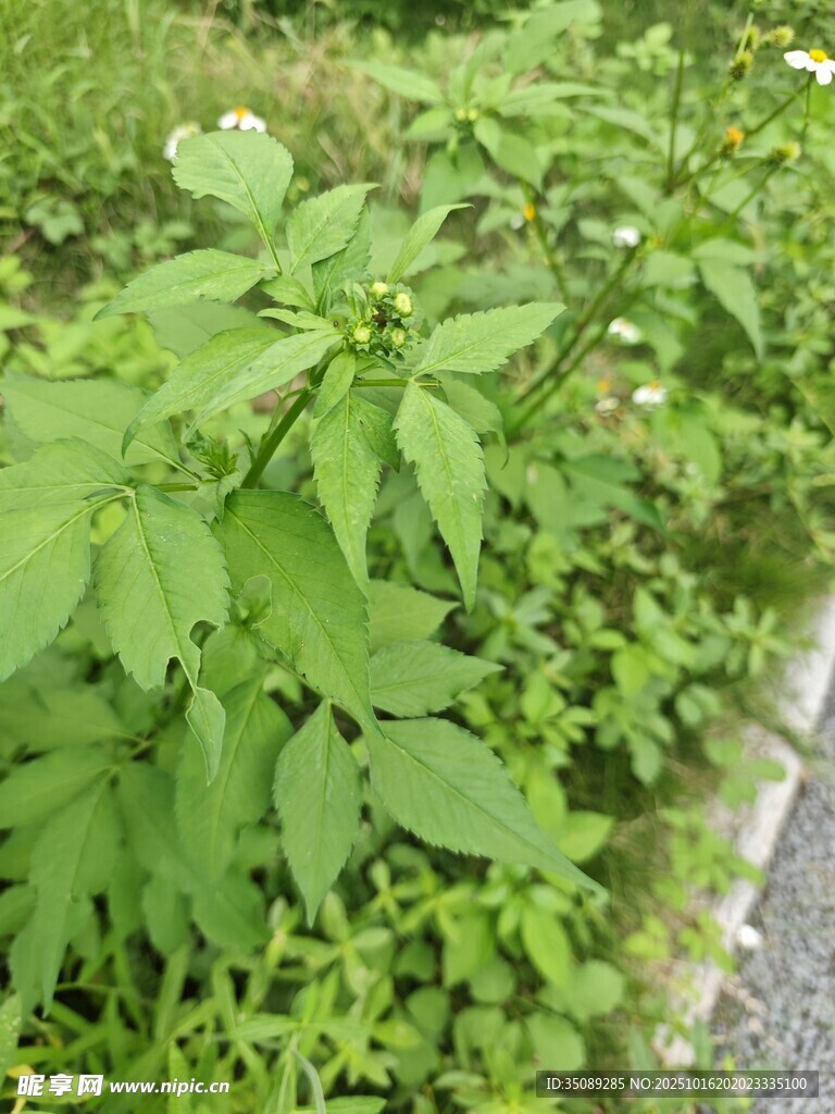 绿叶植物景观