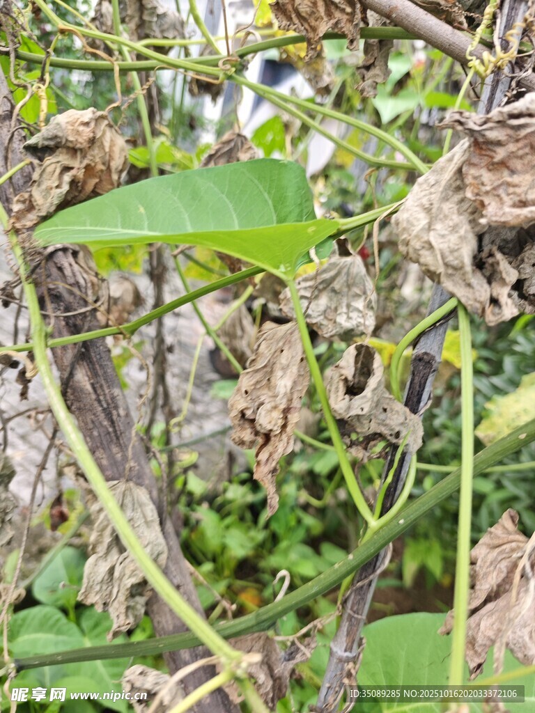 繁茂绿植间的生机景象