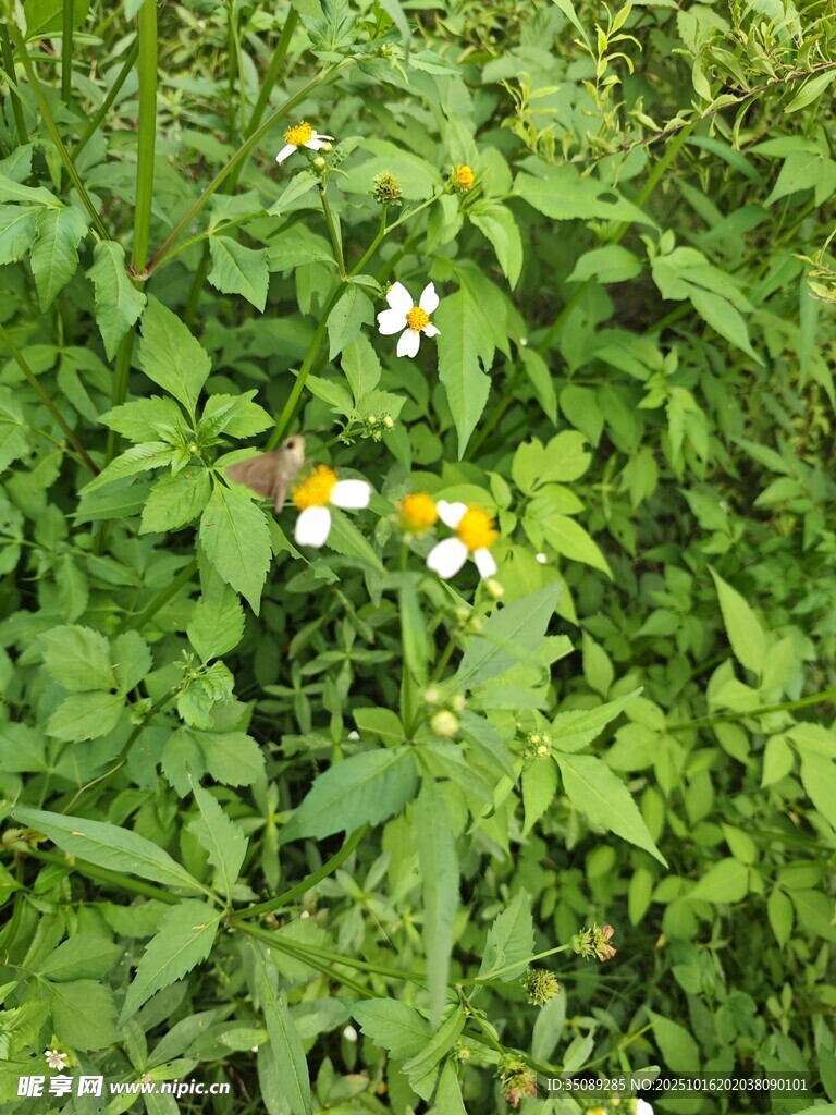 草丛中的小白花