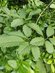翠绿繁茂的植物枝叶
