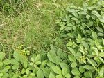 野外繁茂的绿色植物景观