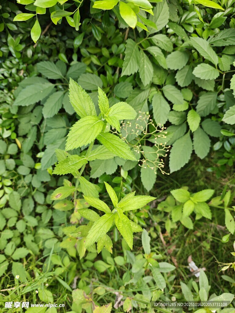翠绿繁茂的多样植物景观
