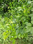 翠绿繁茂的植物景观