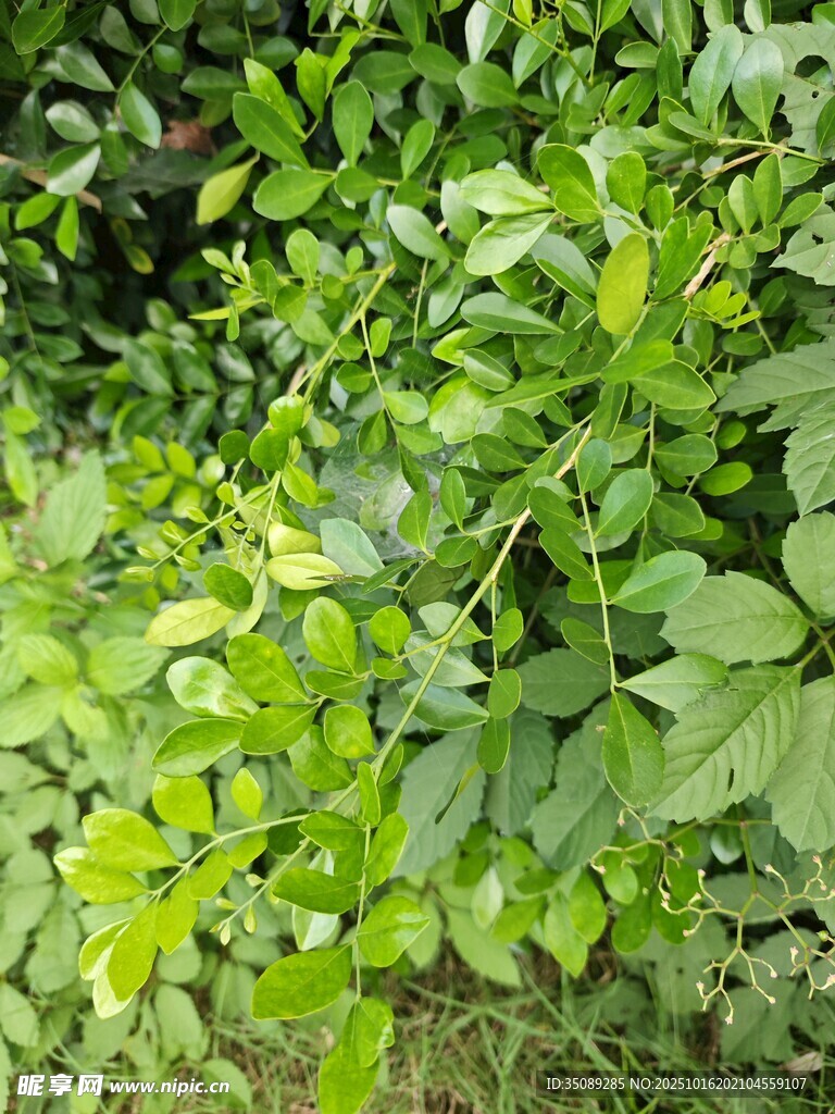 翠绿繁茂的植物景观