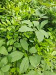 翠绿繁茂的植物叶片
