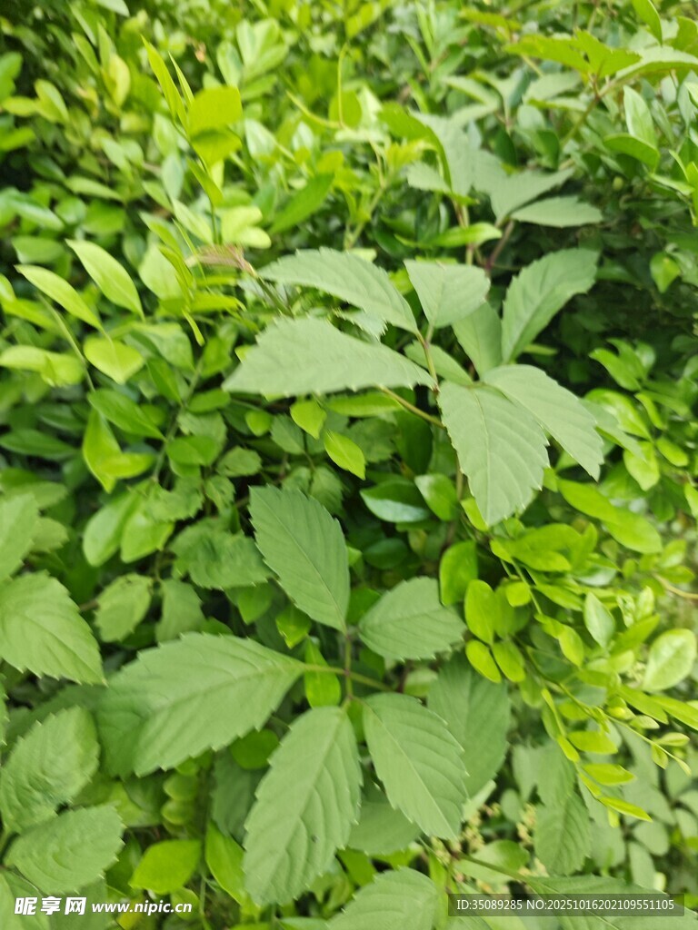 翠绿繁茂的植物叶片