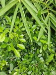 翠绿繁茂的多样植物景观
