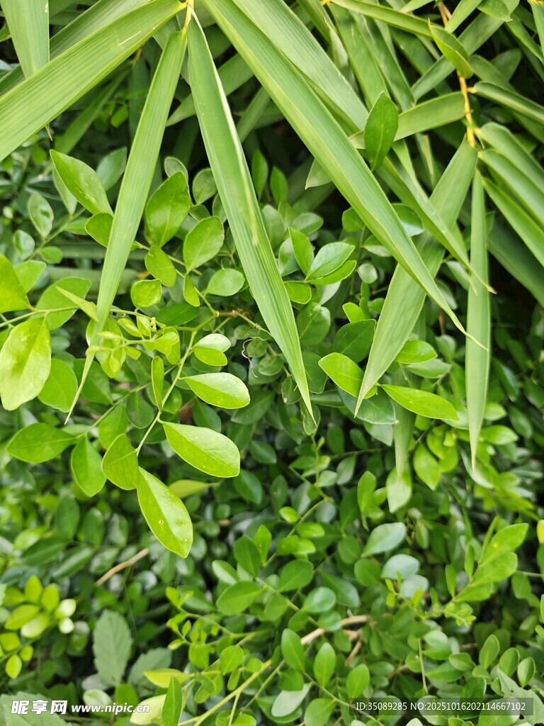 翠绿繁茂的多样植物景观