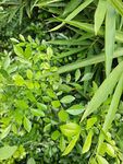 翠绿繁茂的多样植物景观