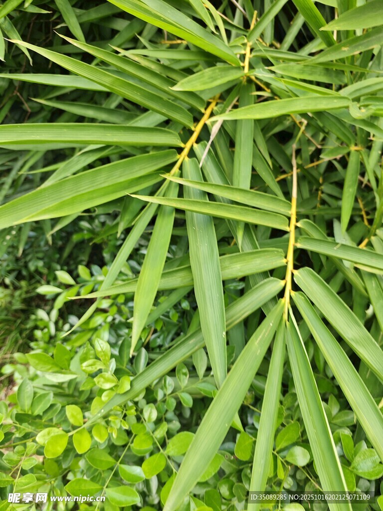 翠绿竹叶特写