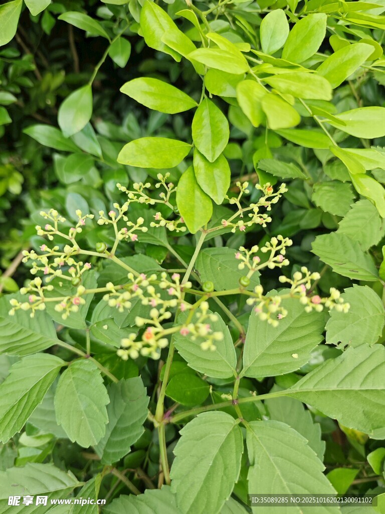 绿叶间的小花簇