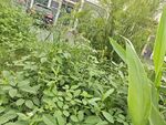 绿意盎然的庭院植物景观