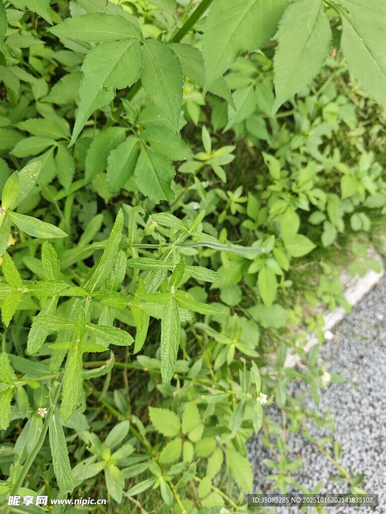 路边嫩绿植物生机勃勃