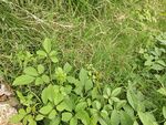 野外嫩绿丛生的草本植物