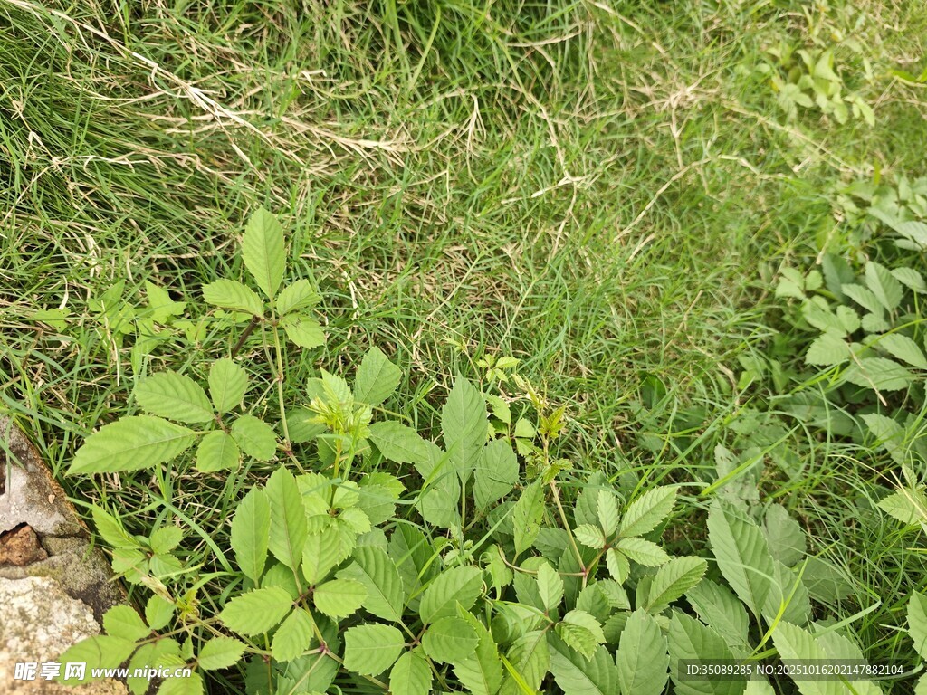 野外嫩绿丛生的草本植物