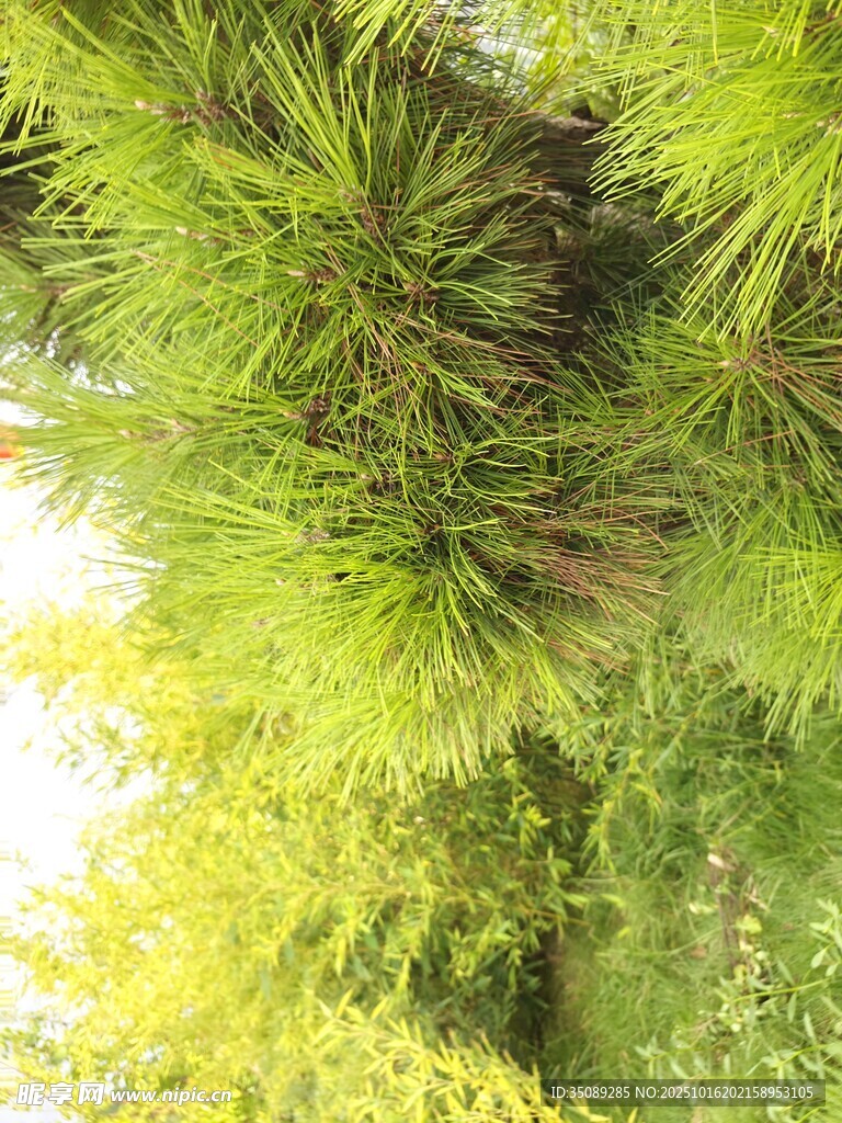 翠绿松枝近景