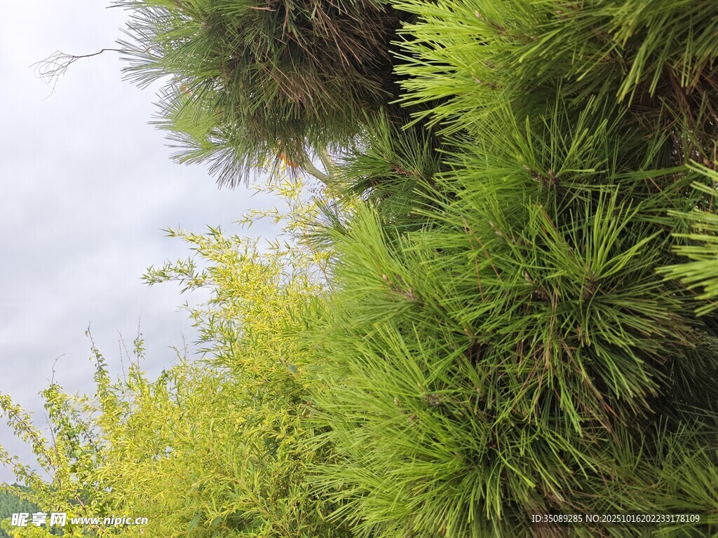 翠绿植物景观