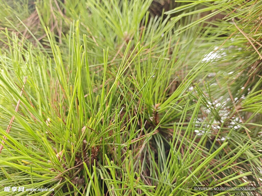 翠绿丛生的细长草类植物