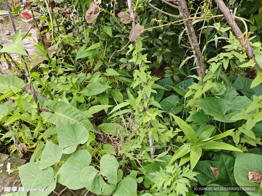 繁茂绿植展现自然生机